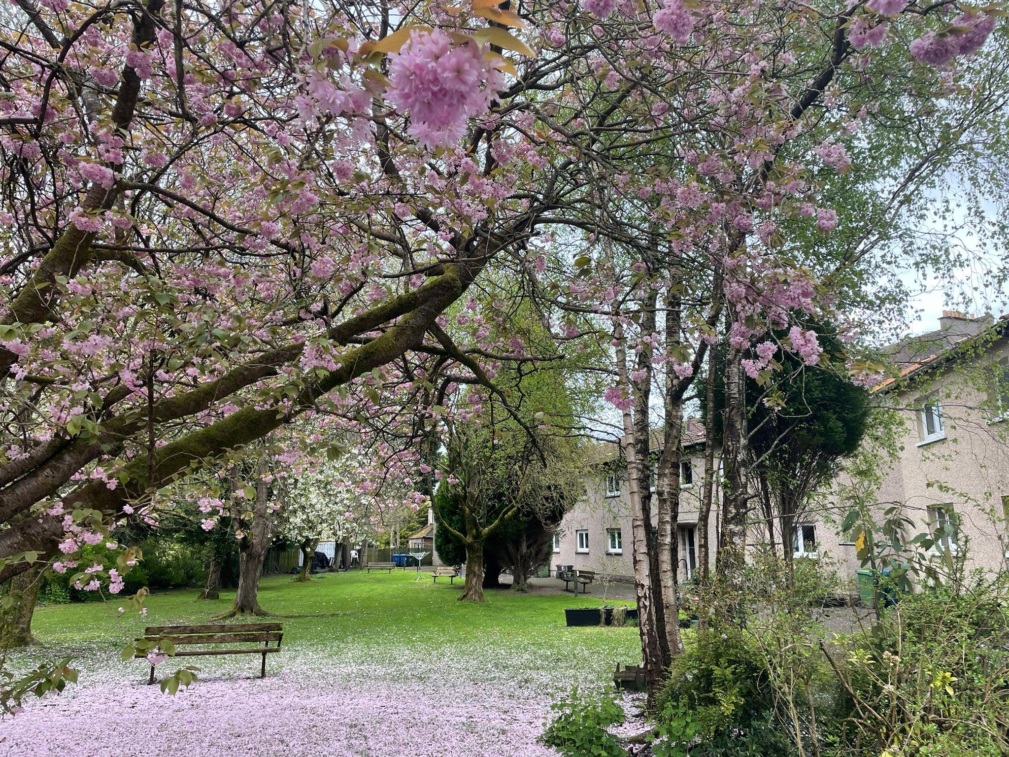 Cherry blossom Snuffmill